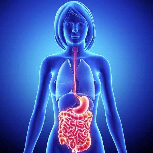 Beyond Skincare Products: How Gut Health Supplements Can Restore Menopausal Skin Radiance