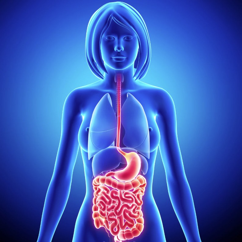 Beyond Skincare Products: How Gut Health Supplements Can Restore Menopausal Skin Radiance